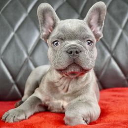 French Bulldogs from The Exotic Frenchie Lab