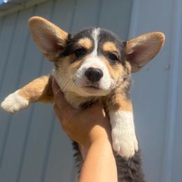 S'more - Black and tan male Pembroke Welsh Corgi puppy in Stockton, Utah from BW Corgis