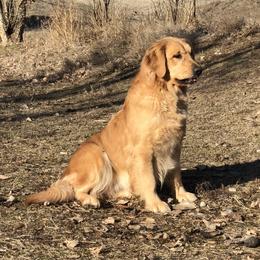 Golden Retriever puppies from Northwest Rainbow Aussies and Golden Retrievers