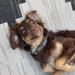 Moxie - Goldendoodle