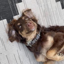 Moxie - Goldendoodle