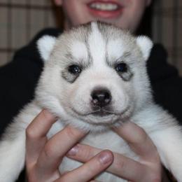 Charizard - Gray and white male Siberian Husky puppy in Le Sueur, Minnesota from Tevana Siberians LLC