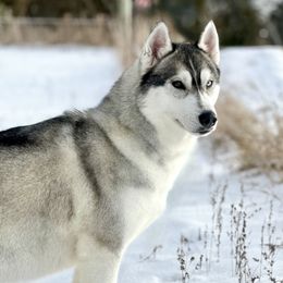 Keena - Siberian Husky