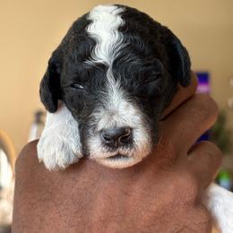 Linus - Parti male Poodle puppy in Randallstown, Maryland from Parson Standards