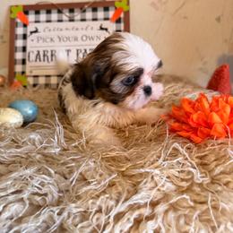 Girl 1 - Gold and white female Shih Tzu puppy in Hibbing, Minnesota from Iron Range Shih Tzu and Puppies