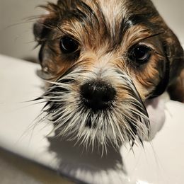 Lhasa Apso Puppies from Linda Richter