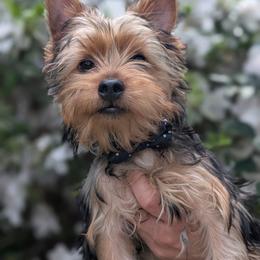 Brandy - Black and tan male Yorkshire Terrier puppy in Columbia, South Carolina from Forever Yourkies 🐾
