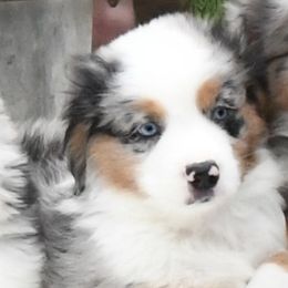 FIGG - Blue merle male Miniature American Shepherd puppy in Pasco, Washington from ROCK CREEK