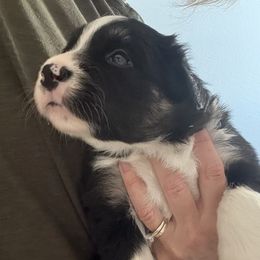 Border Collie Puppies from Julie Ziegler