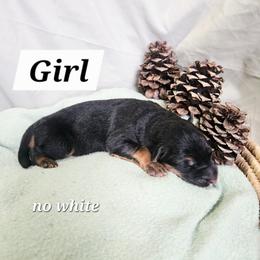 TBA - Black and red female German Shepherd puppy in Veneta, Oregon from H German Shepherds