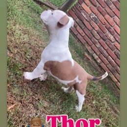 Thor - Brown male American Bully puppy in Leesburg, Georgia from D1.Bullz.And.Thangz