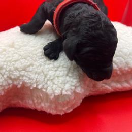 Red - Black female Labradoodle puppy in Ellenwood, Georgia from Four Paws Down