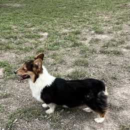 Pembroke Welsh Corgi Puppies from Schott’s Country Corgis