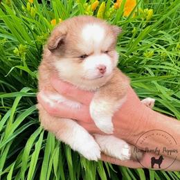 Benny - Lavender male Pomsky puppy in Menahga, Minnesota from Mini Pomsky Puppies