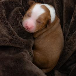 Pink Girl - Red  female Goldendoodle puppy in Lafayette, Alabama from Sweethaven Kennels