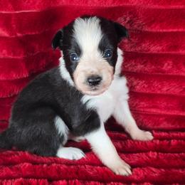 Hoa Hoa - Black and white male Border Collie puppy in Chicora, Pennsylvania from Riverwood