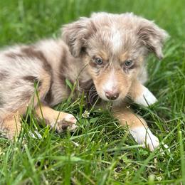 Spirit - Red merle male Aussiedoodle puppy in Columbia Falls, Montana from Firefly Aussies & Aussiedoodles