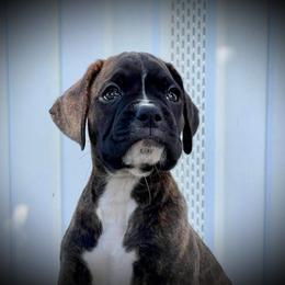 Boxer Puppies from Elevated Boxers