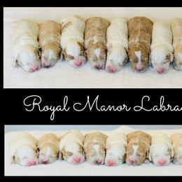 Girl 1 - Caramel female Australian Labradoodle puppy in Florence, New Jersey from Royal Manor Labradoodles