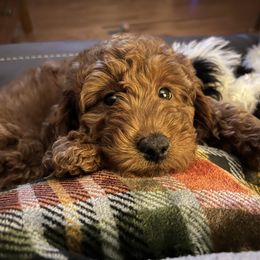 Bernedoodle and Goldendoodle Puppies from Brunsman Country Doodles LLC