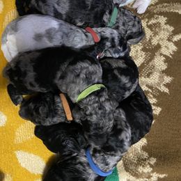 Labradoodle Puppies from Stephanie Roberts