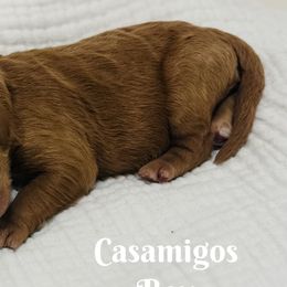 Boy 1 - Goldendoodle puppy from Windsong Doodles