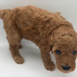 Sage - Red  female Poodle puppy in Southampton, New Jersey from Lavishly Loved Pets LLC