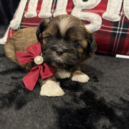 Princess Fiona - Black gold and white female Shih Tzu puppy in Kent, Washington from Exclusively Shih Tzu's LLC