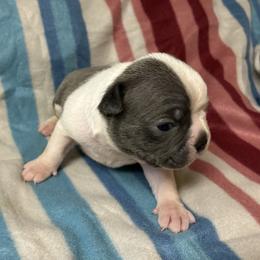 Buckwheat - Blue male Boston Terrier puppy in Corning, California from SB Bostons / Raksha Malinois