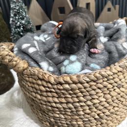Ginger (Gingerbread) - Red female Cane Corso puppy in Utah from 3Lake Kennelz