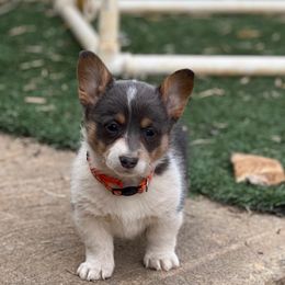 Girl 3 - Blue female Pembroke Welsh Corgi puppy in Ocala, Florida from Dolan Farms Corgis