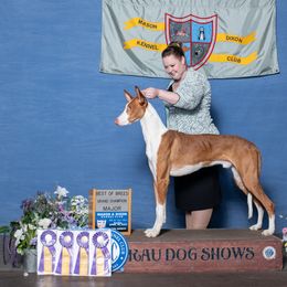 Ibizan Hound All Grown Up from Caim Hounds