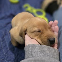 Boy 1 - Yellow male Labrador Retriever puppy in Grand Rivers, Kentucky from Big Water Dreams Retrievers