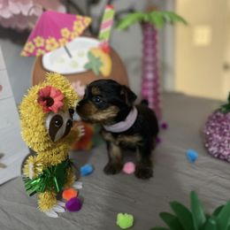 Yorkshire Terrier Puppies from Yorkie Queen Kennels