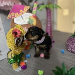 Yorkshire Terrier Puppies from Yorkie Queen Kennels