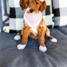 Nami - Red  female Goldendoodle puppy in Springville, Utah from Happy Doodle