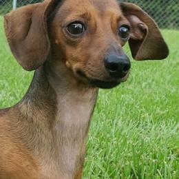 Twix - Dachshund