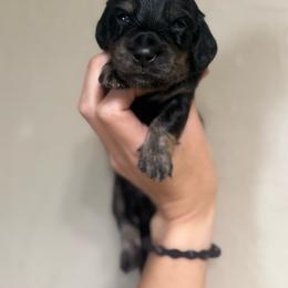 Bruce - Brindle male Dachshund puppy in Oklahoma City, Oklahoma from Barrett’s Doxie Farm