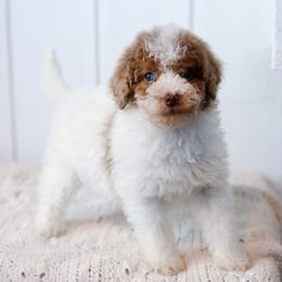 Holly - Red merle female Aussiedoodle puppy in Omro, Wisconsin from Crystal Ridge Doodles