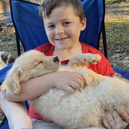 Golden Retriever and Pembroke Welsh Corgi Puppies from Silver Myst Acres