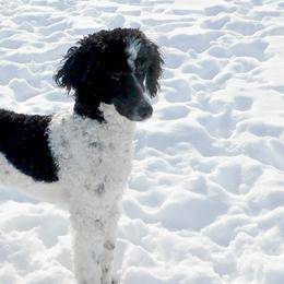 Rowdy - Poodle
