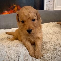 Susan - Apricot female Goldendoodle puppy in Pensacola, Florida from Goldendoodles Love You in Pensacola Friend Edition