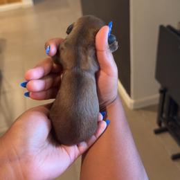 Girl 2 - Red female Dachshund puppy in Belen, New Mexico from Chavez Longhair Lowriders