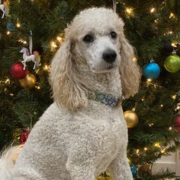 Nibblet - Poodle