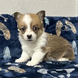 Basil - Sable male Pembroke Welsh Corgi puppy in Hico, Texas from Chisholm Trail Kennels