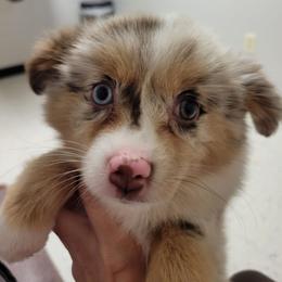 YASSOU (BAILEY RMF (no collar)) - Red merle female Toy Australian Shepherd puppy in Norwood, Missouri from Looney Farm’s Toy & Mini Aussies