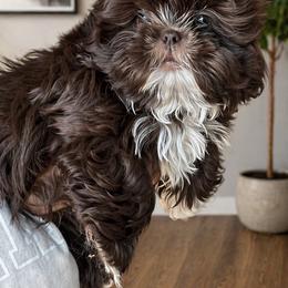 Clover - Black and white male Shih Tzu puppy in Manahawkin, New Jersey from Lilly’s Seashore Shih Tzus