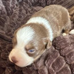 Nautica - Red tri-color female Australian Shepherd puppy in Albertville, Alabama from Salt Creek Aussies