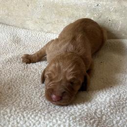 Boy - Golden rust male Vizsla puppy in Albany, Texas from Big Country Kennels