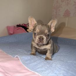 Rambo - Liver male French Bulldog puppy in Bakersfield, California from HOI Frenchies